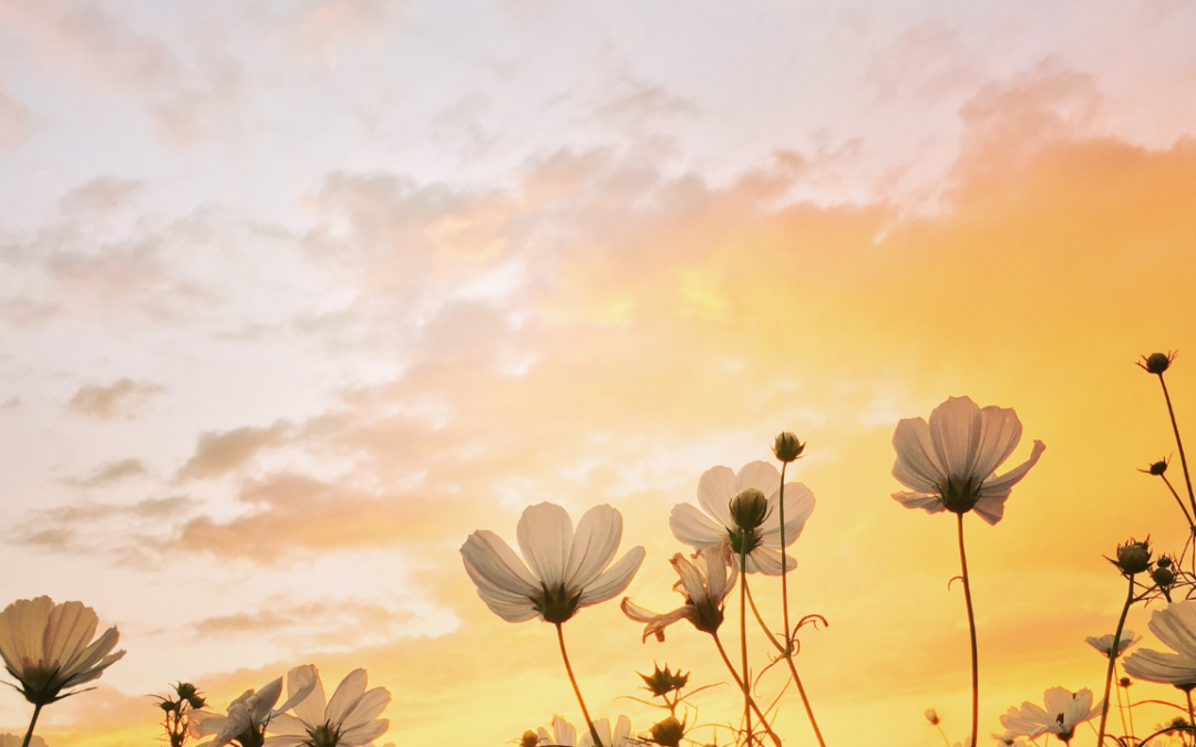 Blessed are those who mourn…..