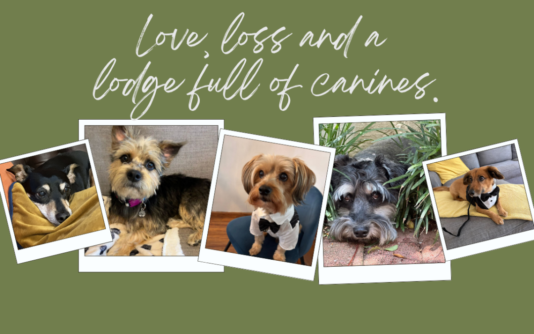 Love, loss and a lodge full of canines.